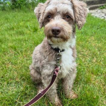 Fern -  Miniature Poodle Dog for Adoption in Danville, Vermont - Fern | PetCurious