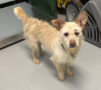 Terrier Dogs Available for Adoption - Pen 239 Donny | PetCurious