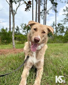 Cammie -  Yellow Labrador Retriever and Chesapeake Bay Retriever Dog for Adoption - Cammie | PetCurious
