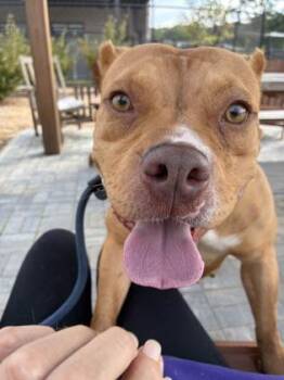 Ziga -  Pit Bull Terrier and Mixed Breed Dog for Adoption in Atlanta, Georgia - Ziga | PetCurious