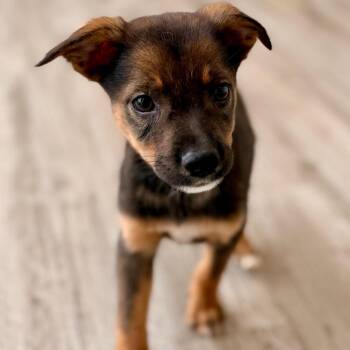 Mesa -  Wheaten Terrier and Mixed Breed Dog for Adoption in Green Bay, Wisconsin - Mesa | PetCurious