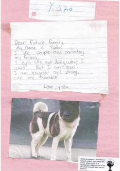 Yoda -  Akita Dog for Adoption in Sebastian, Florida - Yoda | PetCurious