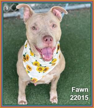 FAWN -  Pit Bull Terrier and American Staffordshire Terrier Dog for Adoption in Marietta, Georgia - FAWN | PetCurious