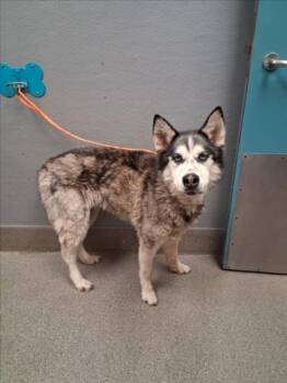 CLEO -  Siberian Husky Dog for Adoption in Las Vegas, Nevada - CLEO | PetCurious