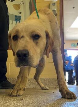 Labrador Retriever Dogs Available for Adoption in Riverside, California - BUDDIE | PetCurious