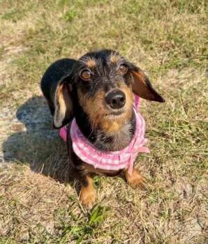 Nysa -  Dachshund Dog for Adoption in Milton, Delaware - Nysa | PetCurious