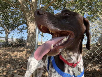 Rescue German Shorthaired Pointer Dogs for Adoption in Menlo Park, California - Elliot | PetCurious
