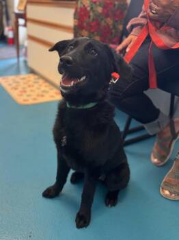 Black Labrador Retriever Dogs Available for Adoption in Muskegon, Michigan - Raven | PetCurious