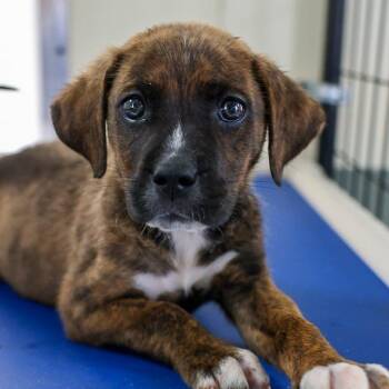 Mixed Breed Dogs Available for Adoption in Bradenton, Florida - Mr Mason | PetCurious