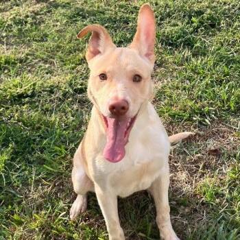 Rescue Shepherd Dogs for Adoption in Chelmsford, Massachusetts - Skip | PetCurious