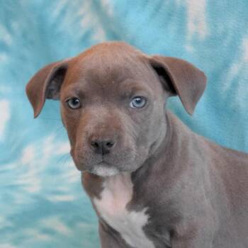 Clover -  Mixed Breed Dog Available for Adoption in Eureka, California - Clover | PetCurious