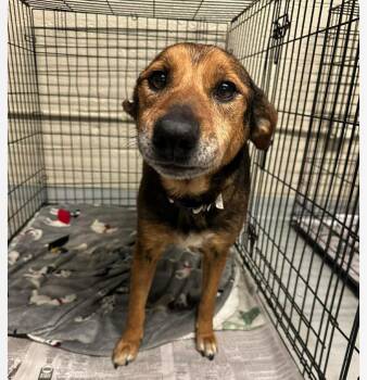 Hound Dogs Available for Adoption in Columbia, Maryland - Pompeii (I’m A Senior!) | PetCurious