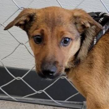 Fern -  Mixed Breed Dog for Adoption in Las Cruces, New Mexico - Fern | PetCurious