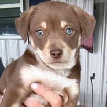 Chihuahua and Terrier Dogs Available for Adoption in Liverpool, Texas - Bingo  | PetCurious