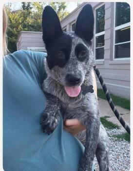 Lo Mein cs -  Australian Cattle Dog Blue Heeler Dog for Adoption in Columbia, Maryland - Lo Mein Cs | PetCurious