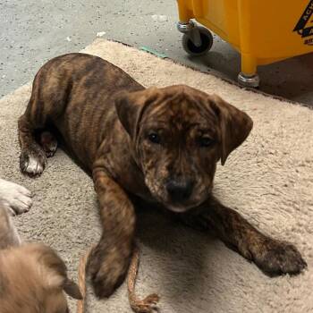 Masie -  Mixed Breed Dog for Adoption in Dekalb, Illinois - Masie | PetCurious