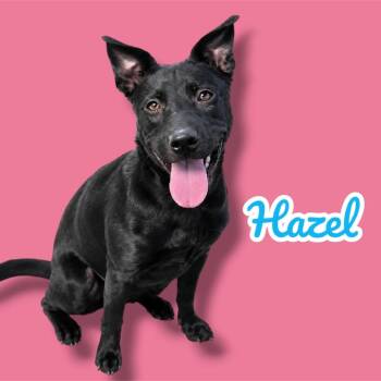 Hazel -  Australian Kelpie and Mixed Breed Dog for Adoption in Scottsdale, Arizona - Hazel | PetCurious