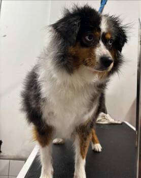 Rescue Australian Shepherd Dogs for Adoption in Toronto, Ontario - Loosey Goosey | PetCurious