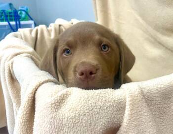 Labrador Retriever Dogs Available for Adoption in Decorah, Iowa - Bruno | PetCurious