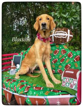 Blossom -  Golden Retriever Dog for Adoption in Sebring, Florida - Blossom | PetCurious