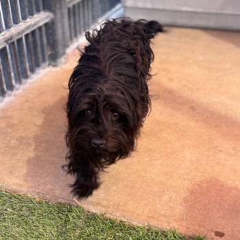 Danton -  Miniature Schnauzer and Terrier Dog for Adoption in San Antonio, Texas - Danton | PetCurious
