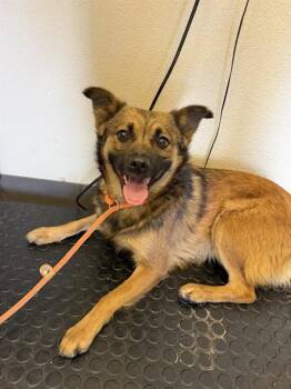 Chihuahua and Mixed Breed Dogs Available for Adoption in Ontario, California - PHOEBE | PetCurious