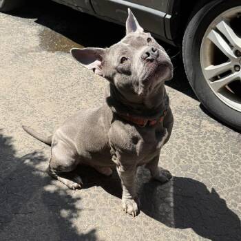 Staffordshire Bull Terrier Dogs Available for Adoption in Groveland, Massachusetts - Baxter | PetCurious