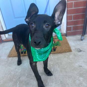 Terri -  Labrador Retriever and Pit Bull Terrier Dog for Adoption in Warren, Rhode Island - Terri | PetCurious
