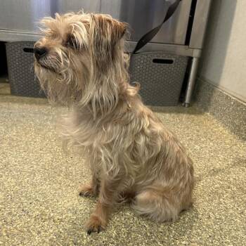 IVHS-Stray-143592 -  Terrier Dog for Adoption in San Gabriel, California - IVHS-Stray-143592 | PetCurious