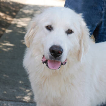 Rescue Great Pyrenees Dogs for Adoption in Richmond, California - GLACIER | PetCurious