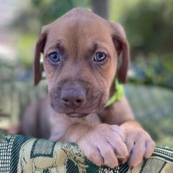 Shepherd and Hound Dogs Available for Adoption in San Diego, California - Africa Pup - Togo | PetCurious