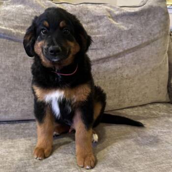 Australian Shepherd and Golden Retriever Dogs Available for Adoption in Fort Worth, Texas - Hermes Lux | PetCurious