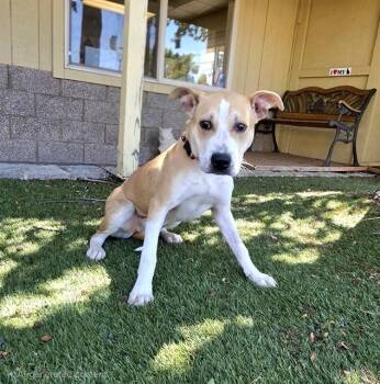 Sissy -  Pit Bull Terrier Dog Available for Adoption in Phoenix, Oregon - Sissy | PetCurious