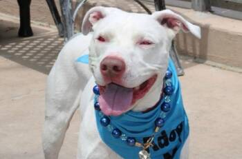 Jude -  Mixed Breed Dog for Adoption in New York, New York - Jude | PetCurious