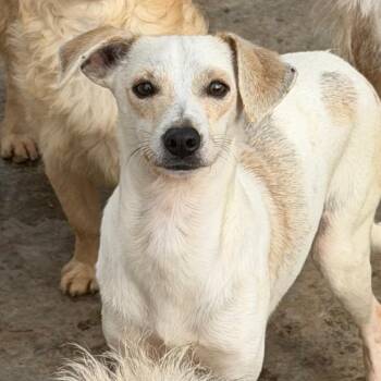 Chester -  Terrier Dog for Adoption in Chico, California - Chester | PetCurious
