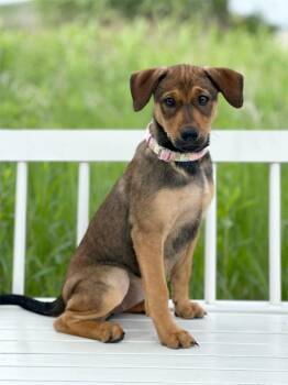 Pool Litter - Noodle -  Cattle Dog and Mixed Breed Dog for Adoption in Savage, Minnesota - Pool Litter - Noodle | PetCurious