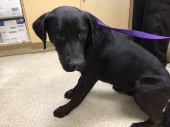 Labrador Retriever and Mixed Breed Dogs Available for Adoption - MALACHI | PetCurious