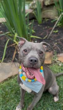 Billy -  Pit Bull Terrier and Labrador Retriever Dog for Adoption in Humble, Texas - Billy | PetCurious
