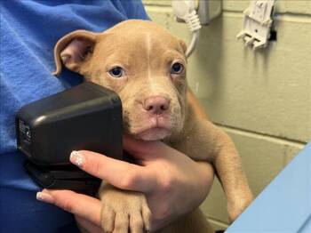 LORA -  Pit Bull Terrier and Mixed Breed Dog for Adoption in Tulsa, Oklahoma - LORA | PetCurious