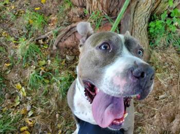 Rescue Pit Bull Terrier and Boxer Dogs for Adoption in Jersey City, New Jersey - Queen | PetCurious