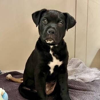 Bip 53918 -  Pit Bull Terrier and Mixed Breed Dog for Adoption in Las Vegas, Nevada - Bip 53918 | PetCurious