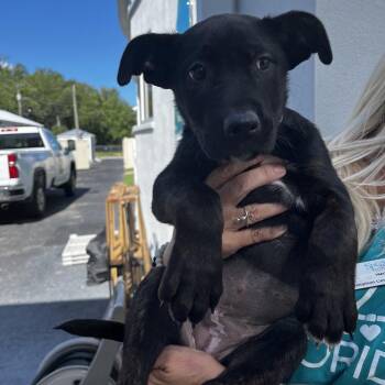 German Shepherd Dog Dogs Available for Adoption in Lakeland, Florida - Berliner | PetCurious