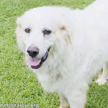 James in AL - Gives Boops For Attention -  Great Pyrenees Dog for Adoption in Beacon, New York - James In AL - Gives Boops For Attention | PetCurious