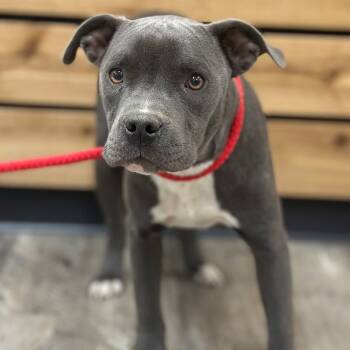 Rescue American Bulldog and Pit Bull Terrier Dogs for Adoption in Wadena, Minnesota - Sage | PetCurious