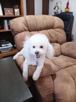 Harlan -  Bichon Frise Dog for Adoption in Fort Worth, Texas - Harlan | PetCurious
