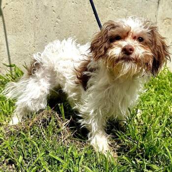 Rosebud -  Shih Tzu and Schnauzer Dog for Adoption in Warrensburg, Missouri - Rosebud | PetCurious