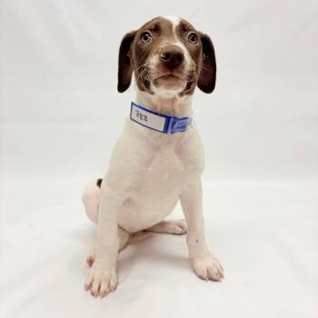 783 (2026) -  German Shorthaired Pointer and Mixed Breed Dog for Adoption in Parker, Colorado - 783 (2026) | PetCurious