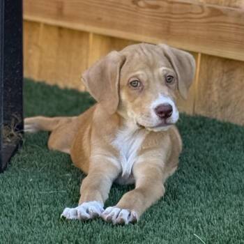 Garrett -  Hound Dog for Adoption in La Grange, Kentucky - Garrett | PetCurious