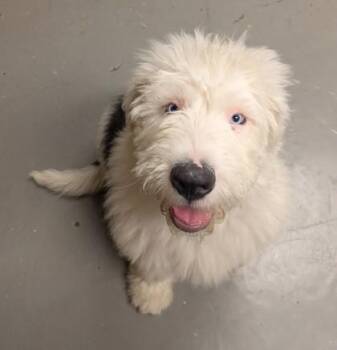 Arthur -  Old English Sheepdog and Poodle Dog for Adoption in Bellingham, Washington - Arthur | PetCurious