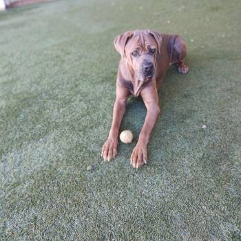 DOLLY 1529 -  Mastiff Dog for Adoption in Loxahatchee Groves, Florida - DOLLY 1529 | PetCurious